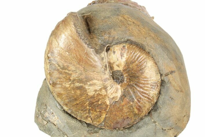 Two Fossil Ammonites (Hoploscaphites & Jeletzkytes) - South Dakota #189354
